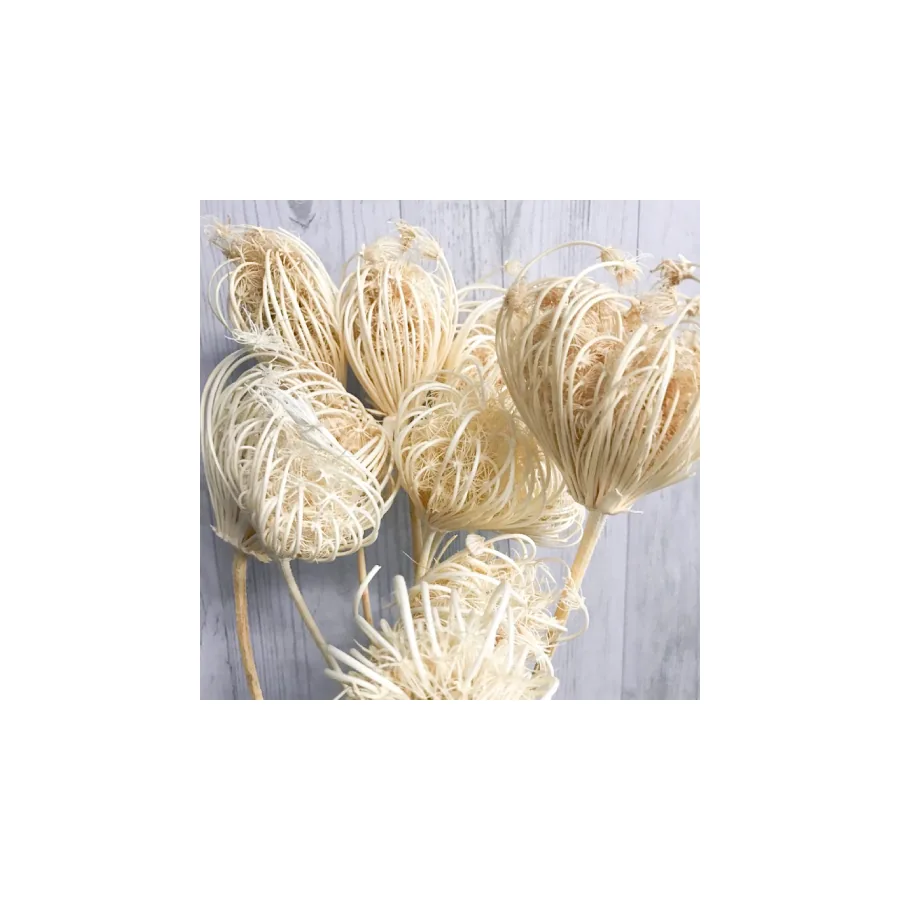 Ammi Majus – per bunch