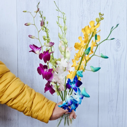 Dendrobium – per stem