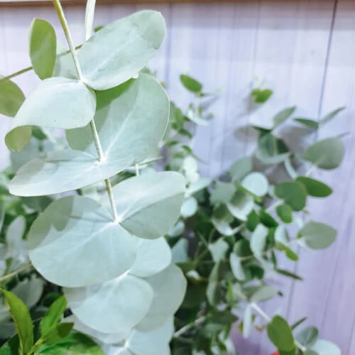 Gum leaf – per bunch