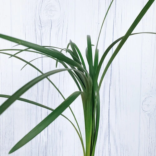Lily leaf – per bunch