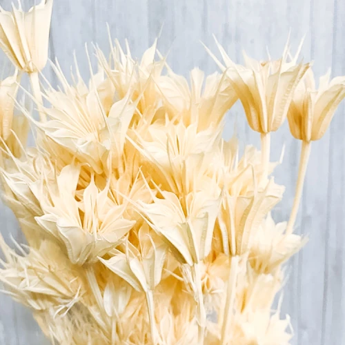 Nigella – per bunch