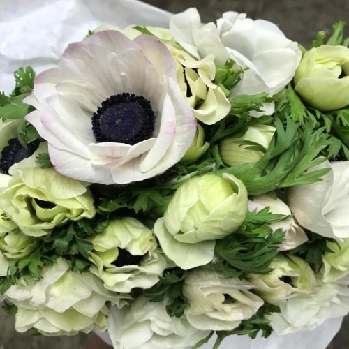 Anemone – per stem
