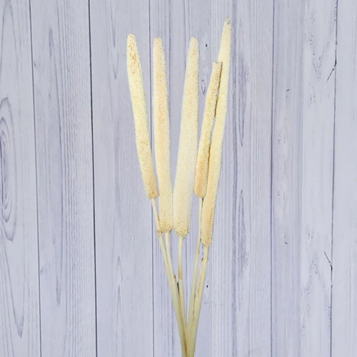Babala – per bunch
