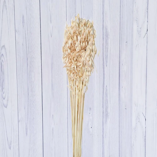 Avena – per bunch