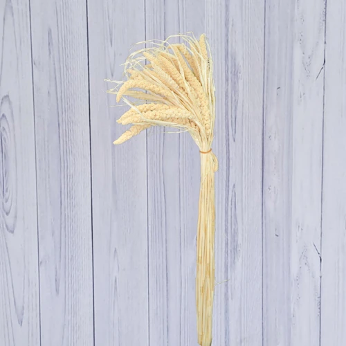 Setaria – per bunch
